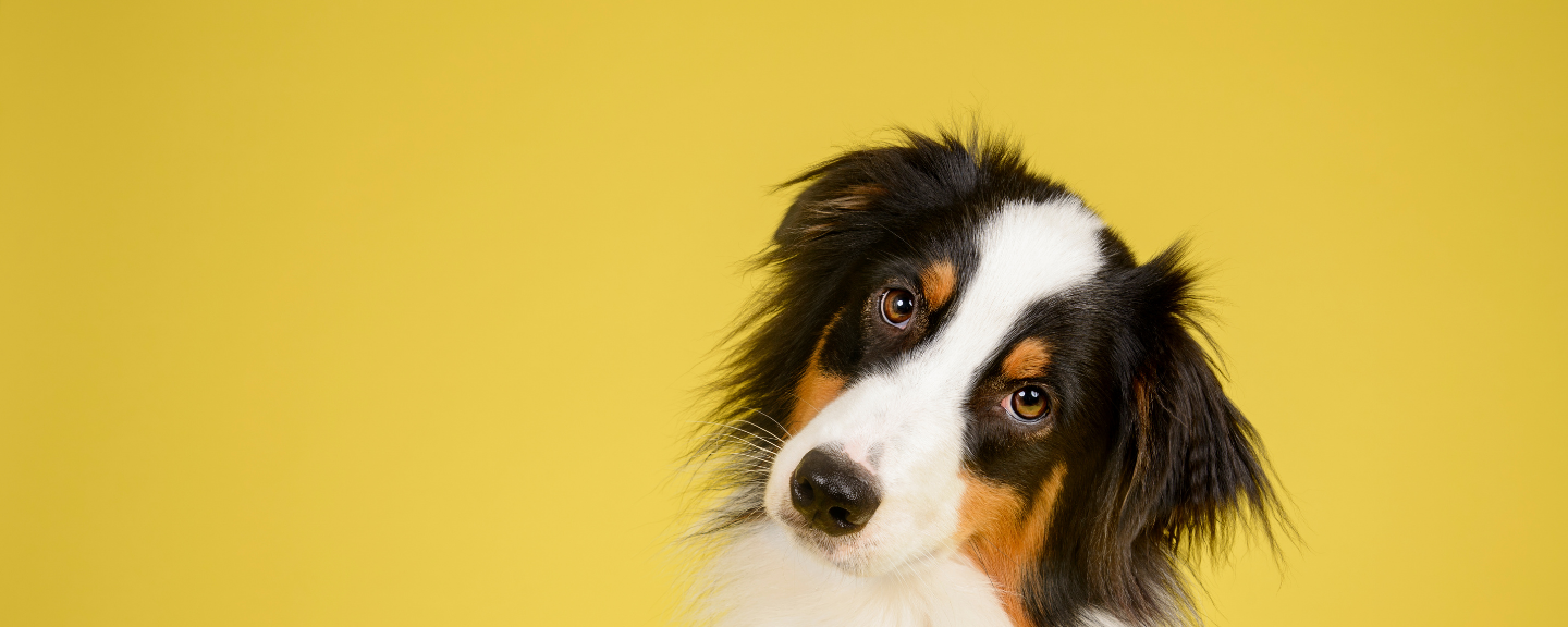 Co-Exist Peacefully with Your Pets in Your HOA